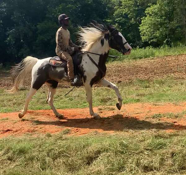 tobiano-black-white-blaze-horse