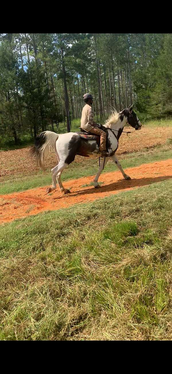 all-around-tennessee-walking-horse