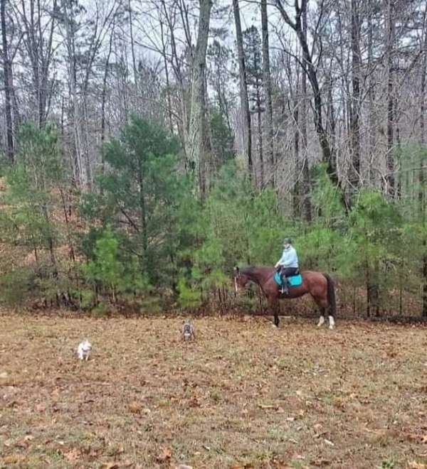 all-around-horse-warmblood