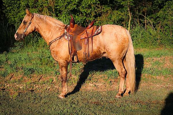 all-around-missouri-fox-trotter-horse