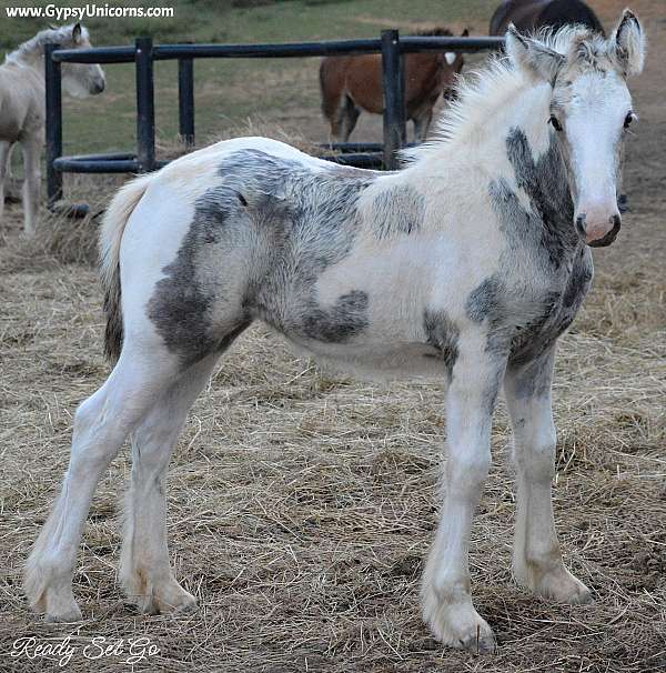 blue-eye-with-eyeliner-horse