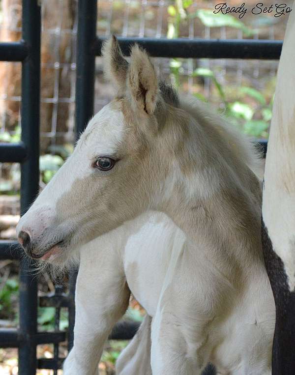 buckskin-blue-eye-with-eyeliner-horse