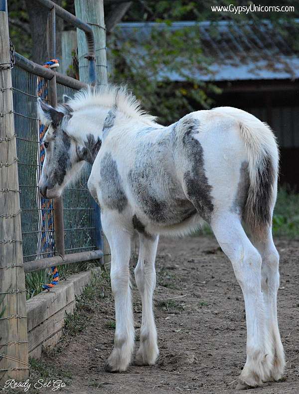 buckskin-black-tail-horse