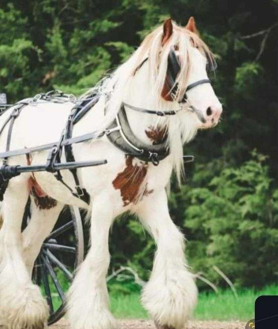 north-dakota-gypsy-vanner-horse