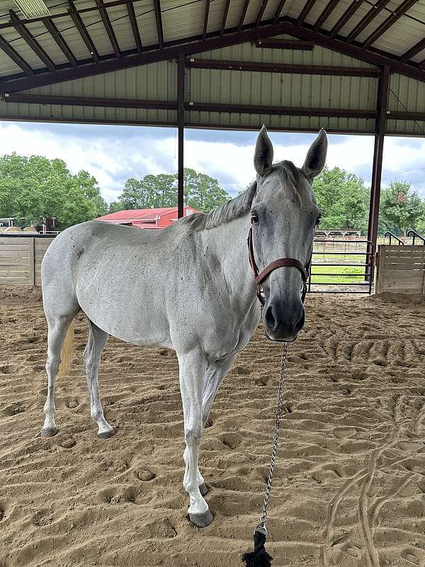 dressage-thoroughbred-horse