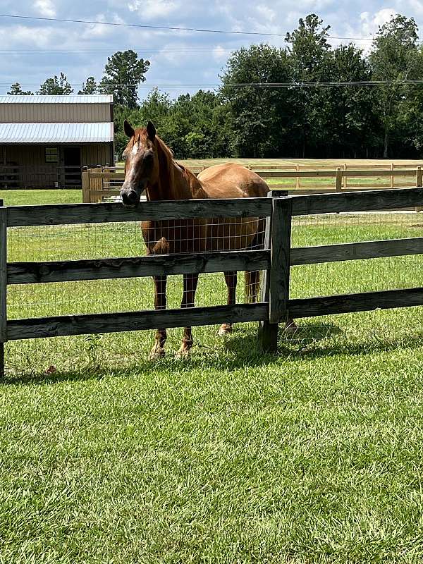 rescue-quarter-horse