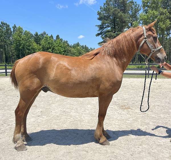 sorrel-draft-gelding