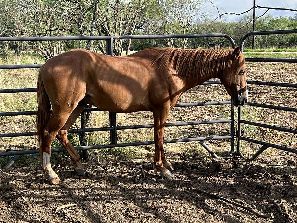 quarter-pony-gelding