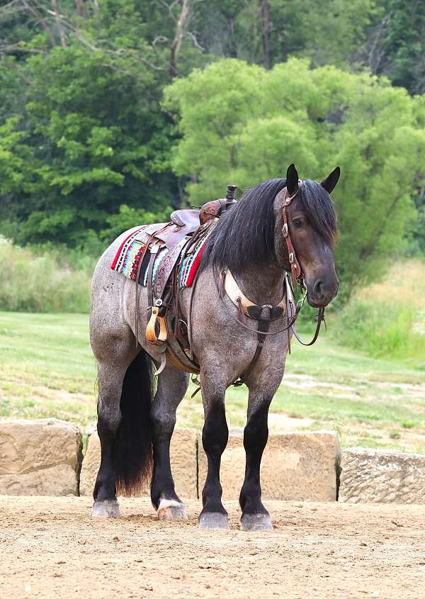 beginner-draft-horse