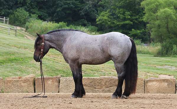 driving-draft-horse