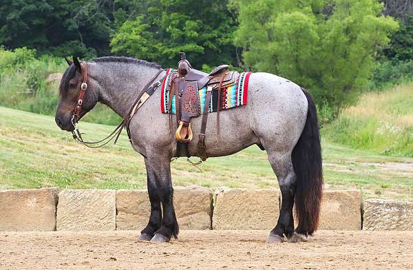 cross-draft-horse