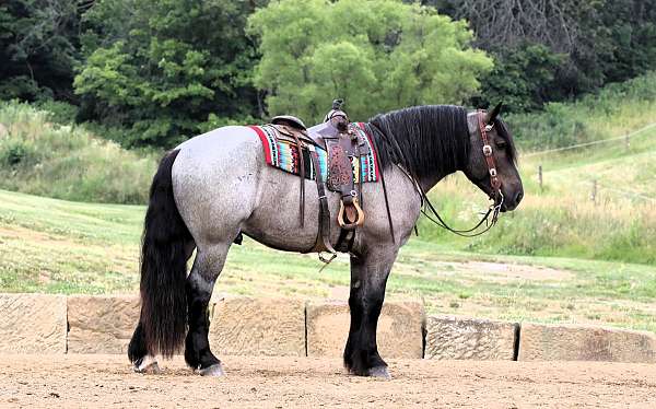 draft-horse