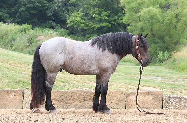 harness-draft-horse