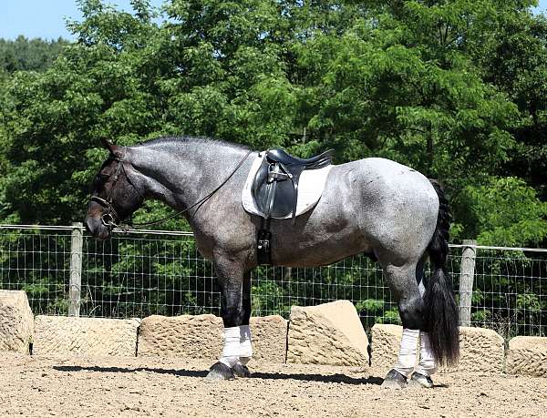 acre-draft-horse