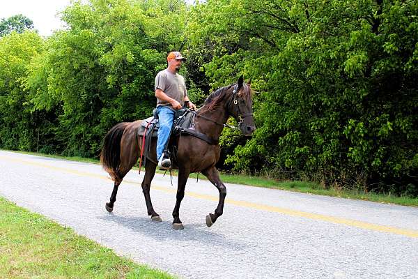 mcnatt-farm-tennessee-walking-horse