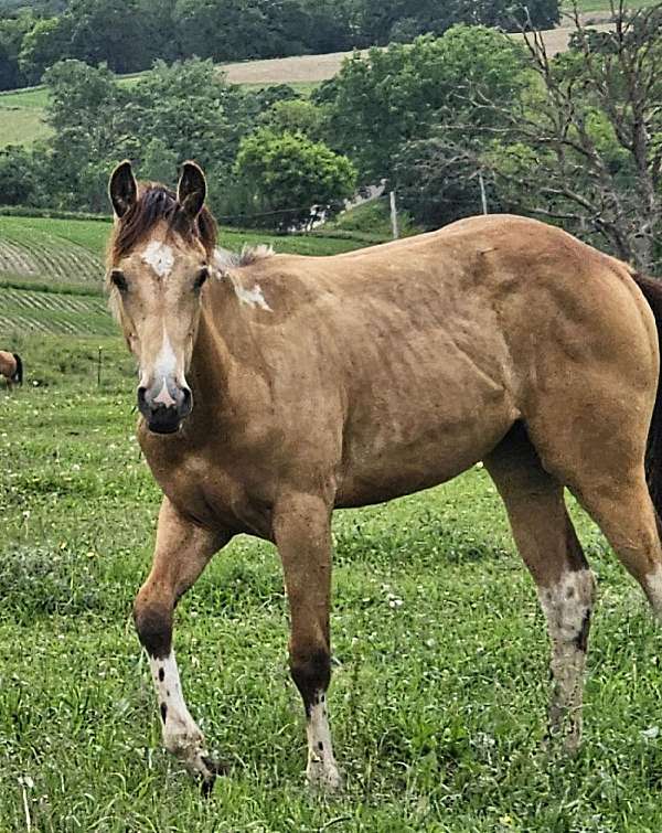 buckskin-tobiano-filly-paint-horse
