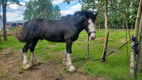 braveheart-clydesdale-horse