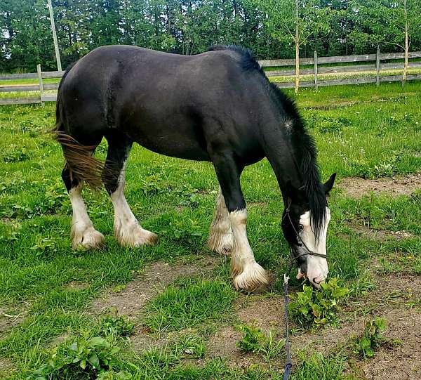 lunges-clydesdale-horse