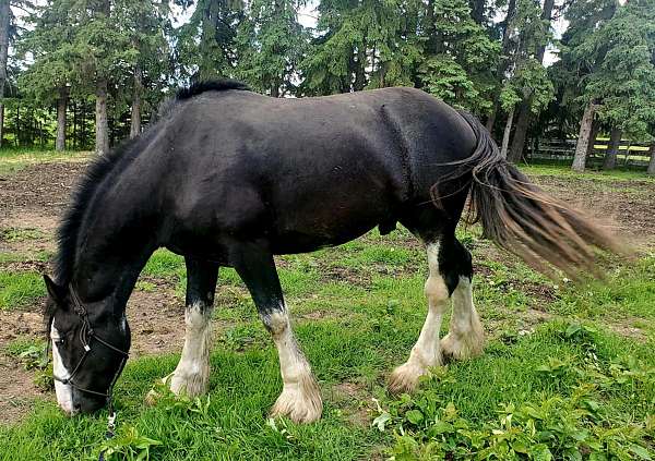 stall-clydesdale-horse