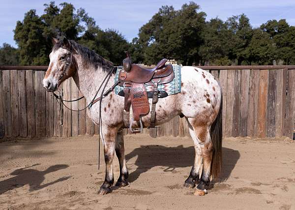 varnish-leopard-appaloosa-horse