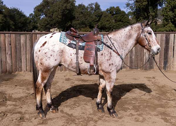 bay-varnish-leopard-appaloosa-horse