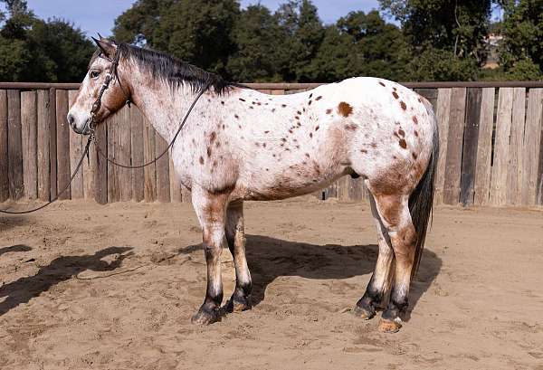 burro-appaloosa-horse