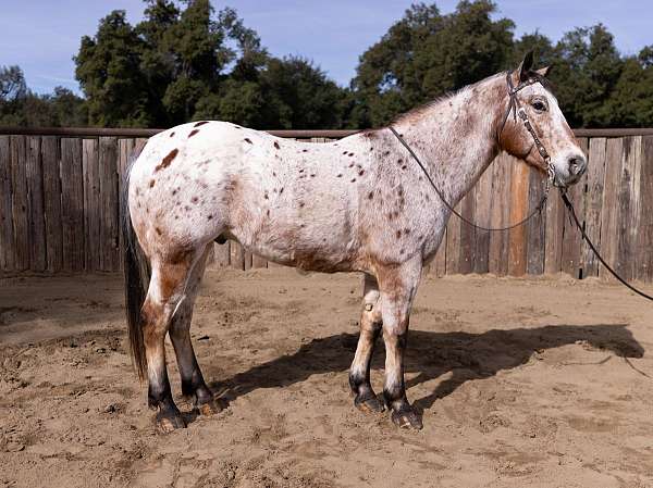 confident-rider-appaloosa-horse