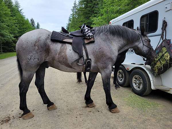 belgian-gelding