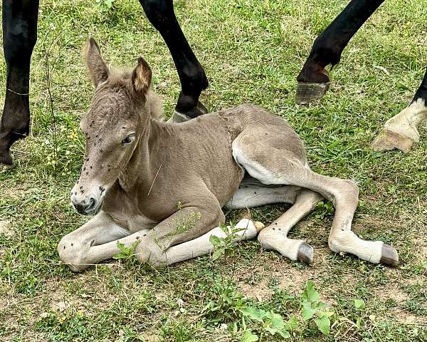 breeding-rocky-mountain-horse