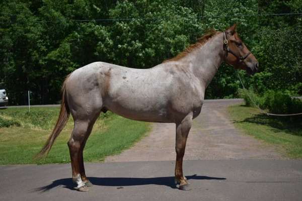 quarter-pony-gelding