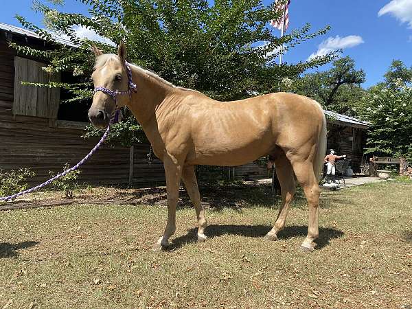 quarter-horse-gelding