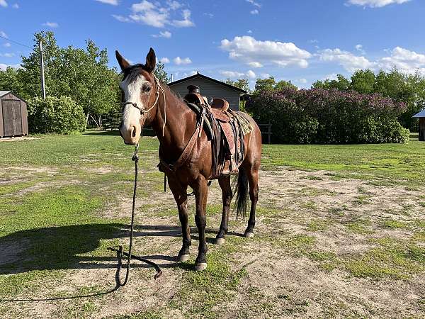 trail-trail-riding-quarter-horse