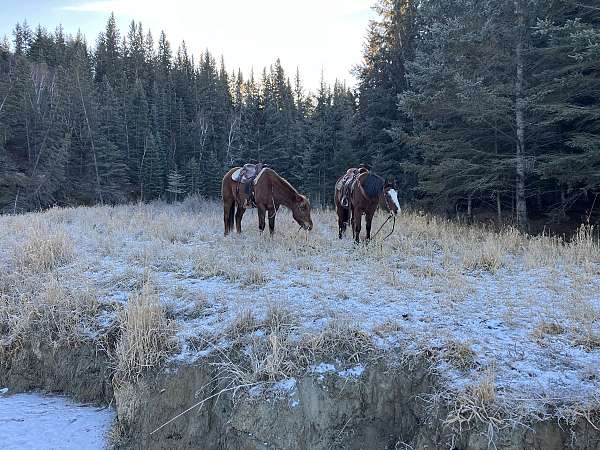 bay-quarter-horse-gelding