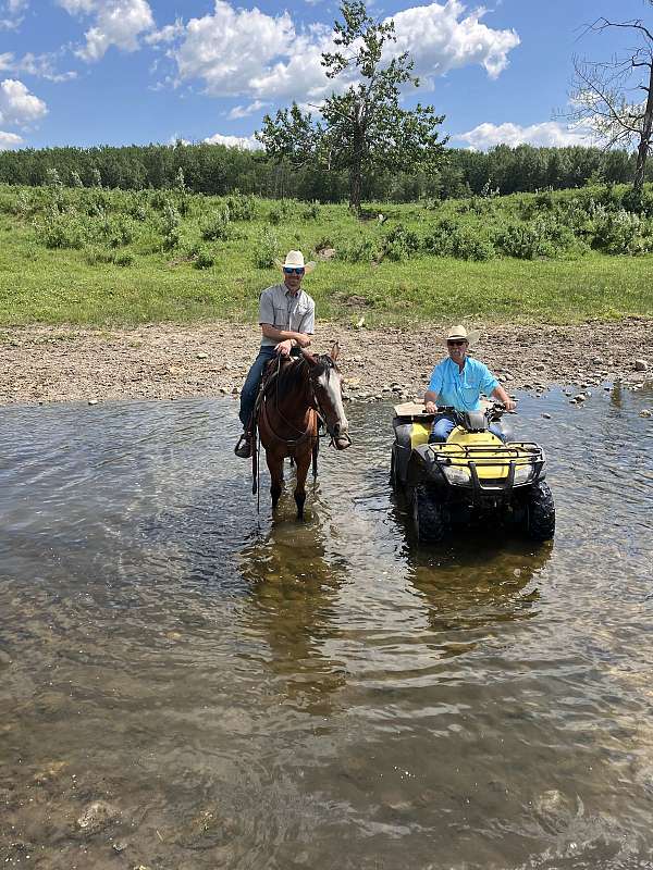 bay-trail-trail-riding-horse