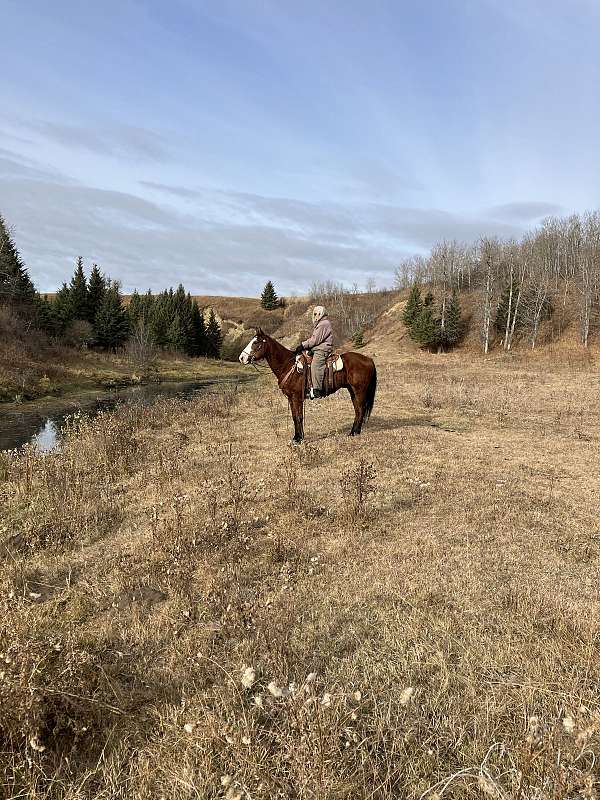 trail-trail-riding-gelding