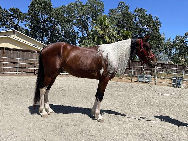 tobiano-with-4-socks-star-snip-horse