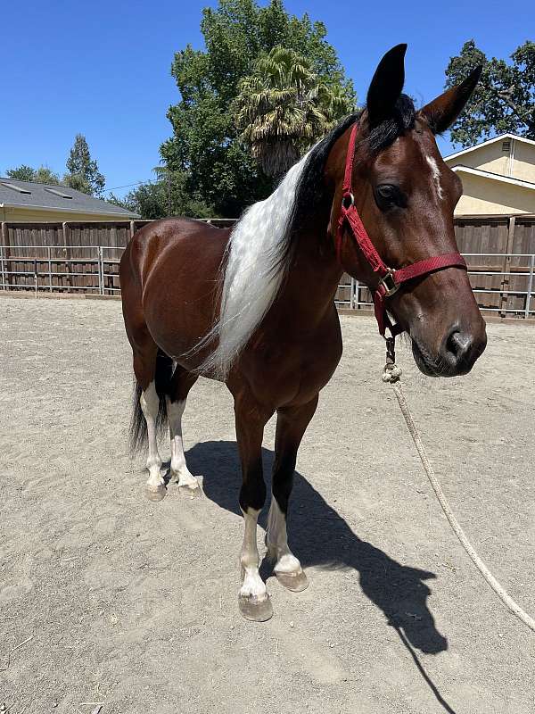 tobiano-with-4-socks-star-snip-horse