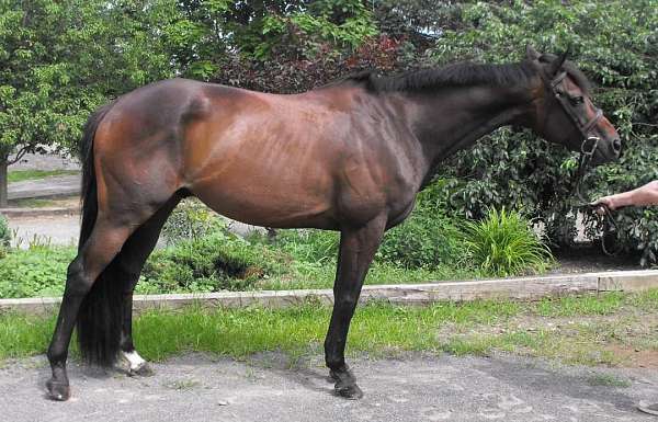 hunter-thoroughbred-horse