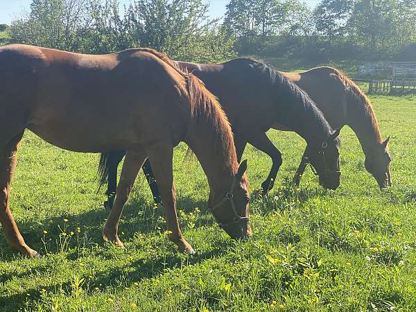 all-around-thoroughbred-horse