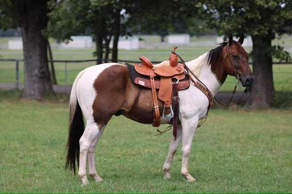 black-overo-steer-roping-horse