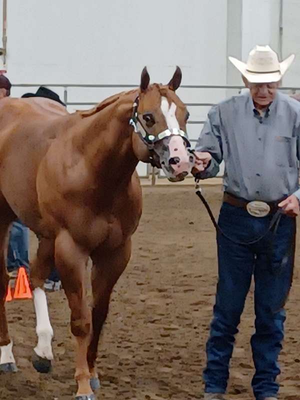 stud-fees-quarter-horse