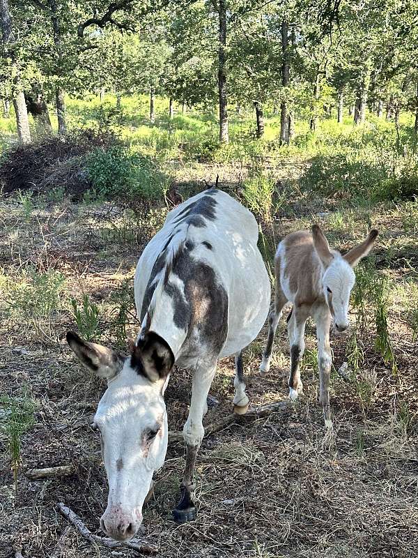 donkey-foal