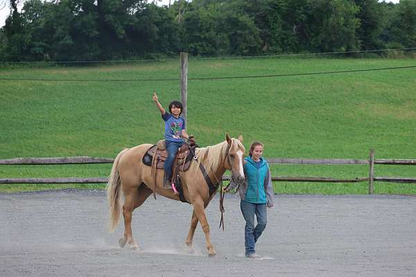 white-star-horse