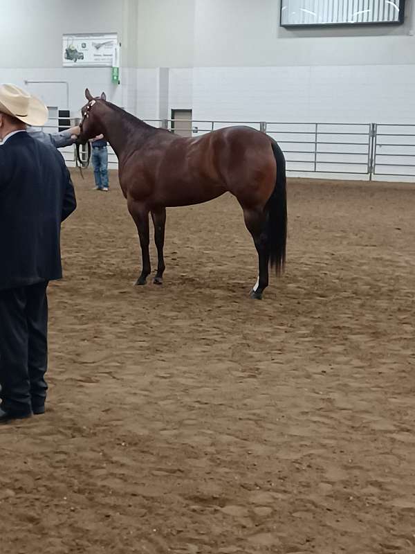 telesecret-filly-quarter-horse