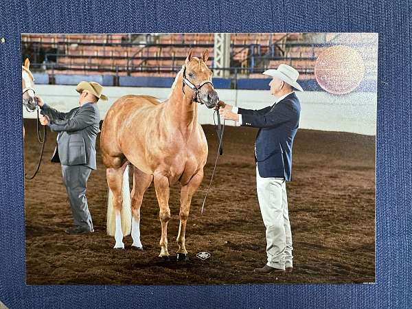 all-around-palomino-horse