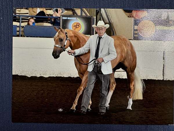 athletic-palomino-horse