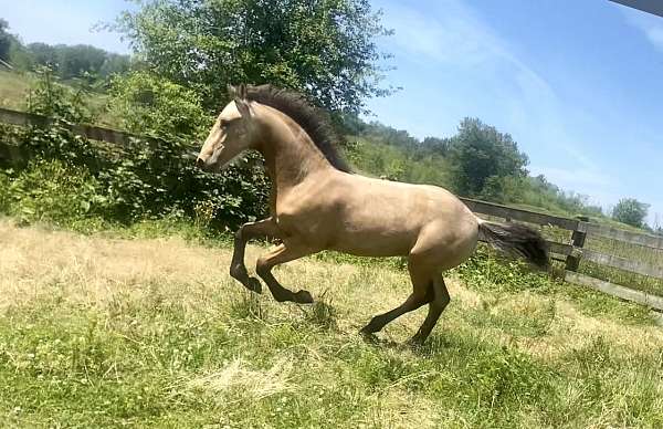 buckskin-palomino-andalusian-colt