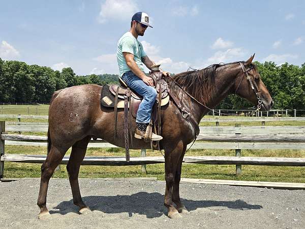 beautiful-bay-roan-horse