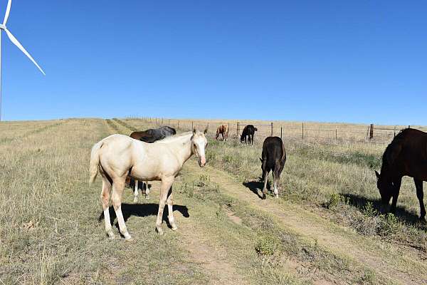 all-around-quarter-horse