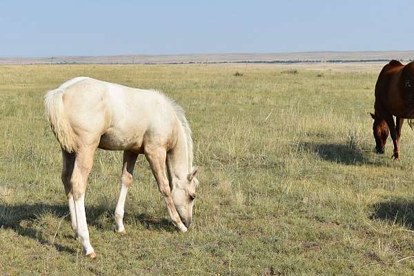 athletic-quarter-horse